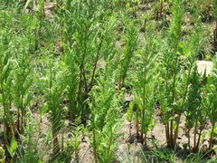 Dryopteris athamantica