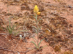 Waitzia acuminata acuminata
