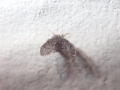 Psychodinae