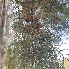 Cupressus