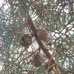 Cupressus
