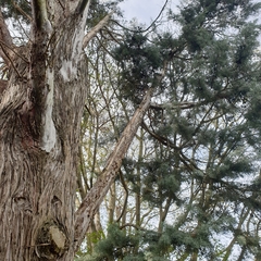 Cupressus