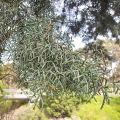 Cupressus