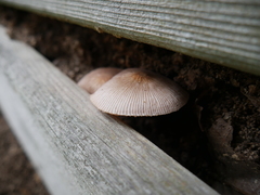 Agaricales