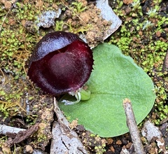 Corybas recurvus