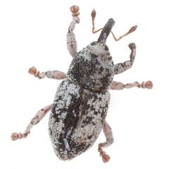 Notiodes depressus