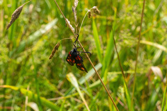 Zygaena viciae