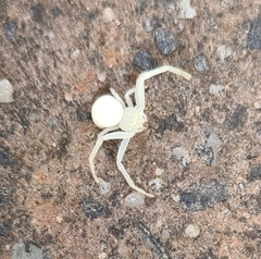 Zygometis xanthogaster