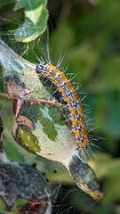 Uresiphita reversalis