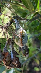 Uresiphita reversalis