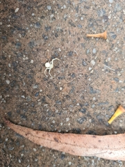 Zygometis xanthogaster