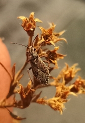 Ortholomus punctipennis