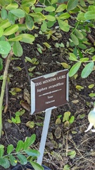 Uresiphita reversalis