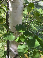 Betula pubescens