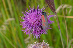 Zygaena minos