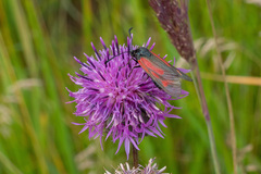 Zygaena minos