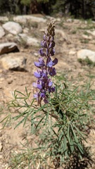 Lupinus hyacinthinus