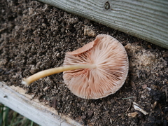 Agaricales