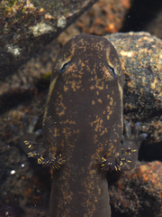 Dicamptodon tenebrosus