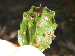 Aceria baccharipha