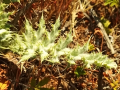 Echinops latifolius
