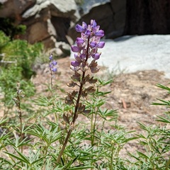 Lupinus hyacinthinus