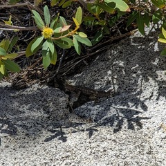 Sceloporus graciosus