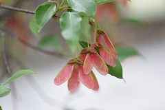 Acer sino-oblongum