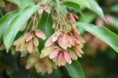 Acer sino-oblongum