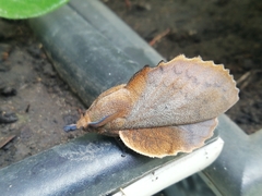 Gastropacha quercifolia