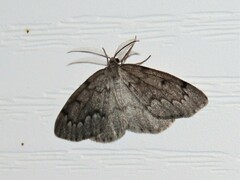 Nepytia pellucidaria