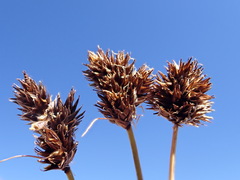 Carex macloviana