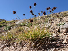 Carex macloviana