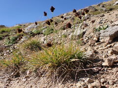 Carex macloviana