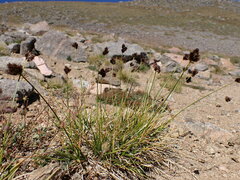 Carex macloviana
