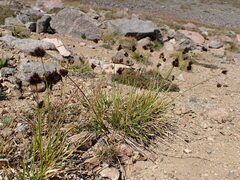 Carex macloviana