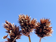 Carex macloviana