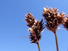 Carex macloviana