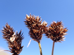 Carex macloviana
