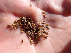 Carex macloviana