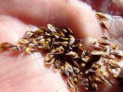 Carex macloviana
