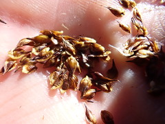 Carex macloviana