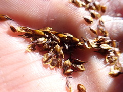 Carex macloviana