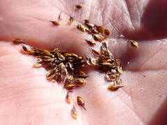 Carex macloviana