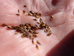 Carex macloviana