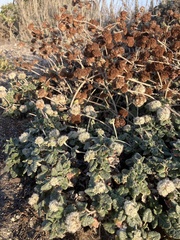 Eriogonum latifolium