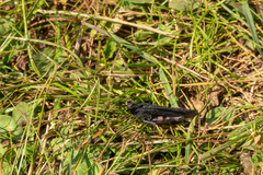 Psophus stridulus