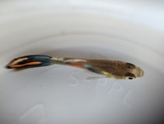 Poecilia reticulata