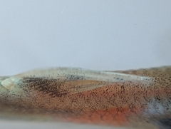 Poecilia reticulata
