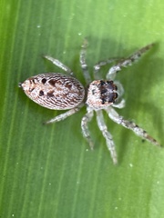 Opisthoncus nigrofemoratus